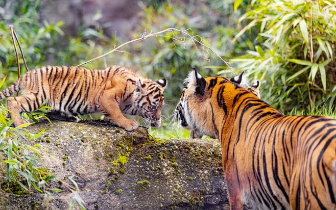 2 con hổ Sumatra có nguy cơ tuyệt chủng chào đời tại một vườn thú ở Anh - Ảnh 4
