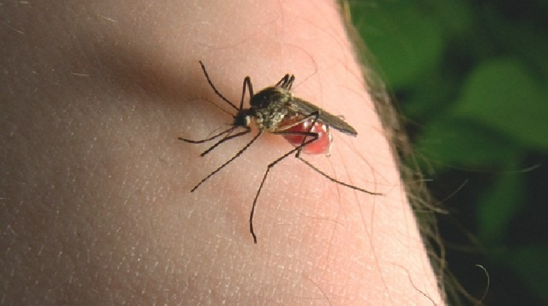 Bạn thường xuyên bị muỗi đốt? Bác sĩ bật mí lý do khiến ai cũng bất ngờ - Ảnh 2