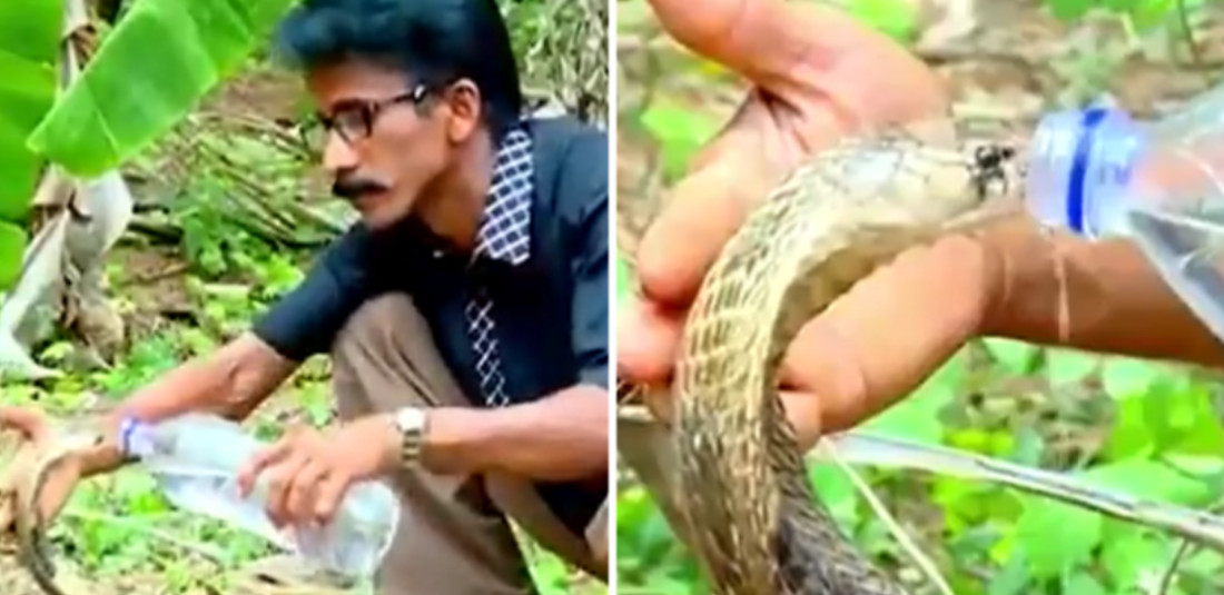 Cho rắn hổ mang độc nhất thế giới uống nước, ai yêu ' thú cưng' hơn người đàn ông này? - Ảnh 1