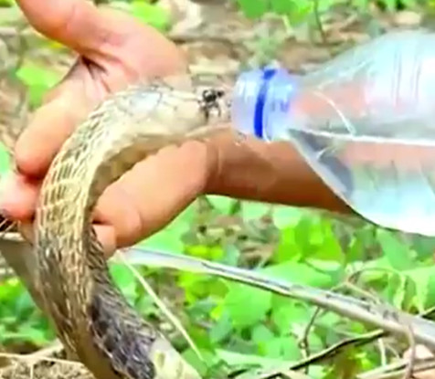 Cho rắn hổ mang độc nhất thế giới uống nước, ai yêu ' thú cưng' hơn người đàn ông này? - Ảnh 2