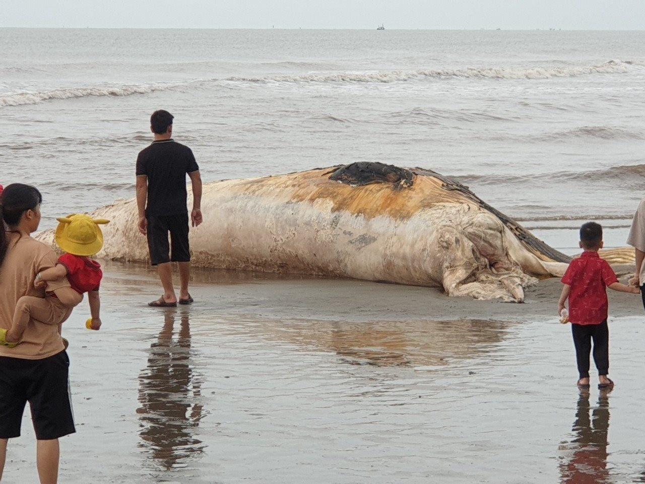 Nam Định: Bất ngờ với xác cá voi nặng gần 5 tấn trôi dạt vào bờ, địa phương tiến hành làm lễ thắp hương - Ảnh 1
