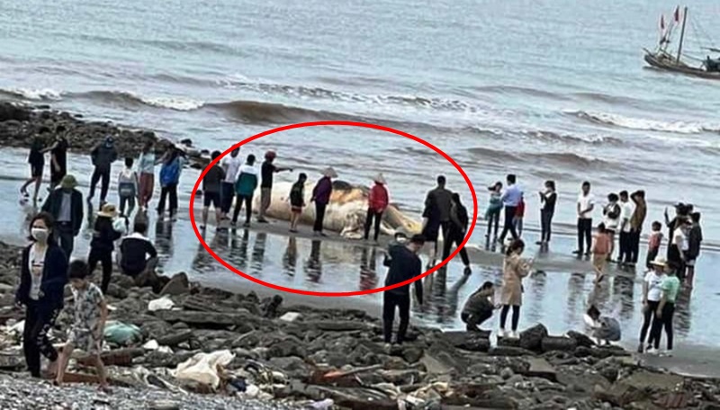 Nam Định: Bất ngờ với xác cá voi nặng gần 5 tấn trôi dạt vào bờ, địa phương tiến hành làm lễ thắp hương - Ảnh 2