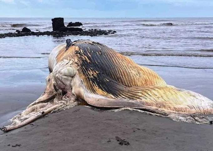 Nam Định: Bất ngờ với xác cá voi nặng gần 5 tấn trôi dạt vào bờ, địa phương tiến hành làm lễ thắp hương - Ảnh 3