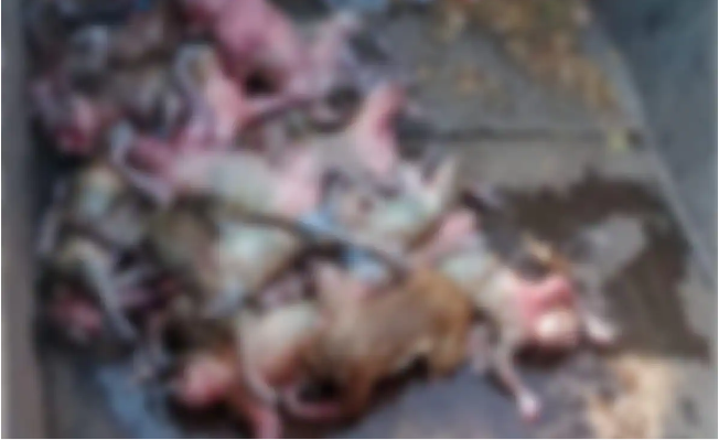Phát hiện xác chết của 20 con khỉ đang phân hủy bốc mùi hôi thối trong bể chứa nước có khe hở - Ảnh 1