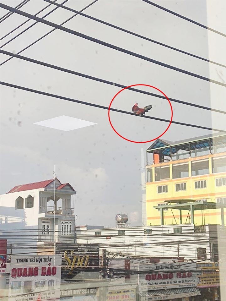 Bức ảnh chú gà trống ngồi chễm chệ trên đường dây điện cao chót vót khiến dân mạng tranh cãi nhiều nhất hôm nay 'liệu nó bay lên bằng cách nào?' - Ảnh 2