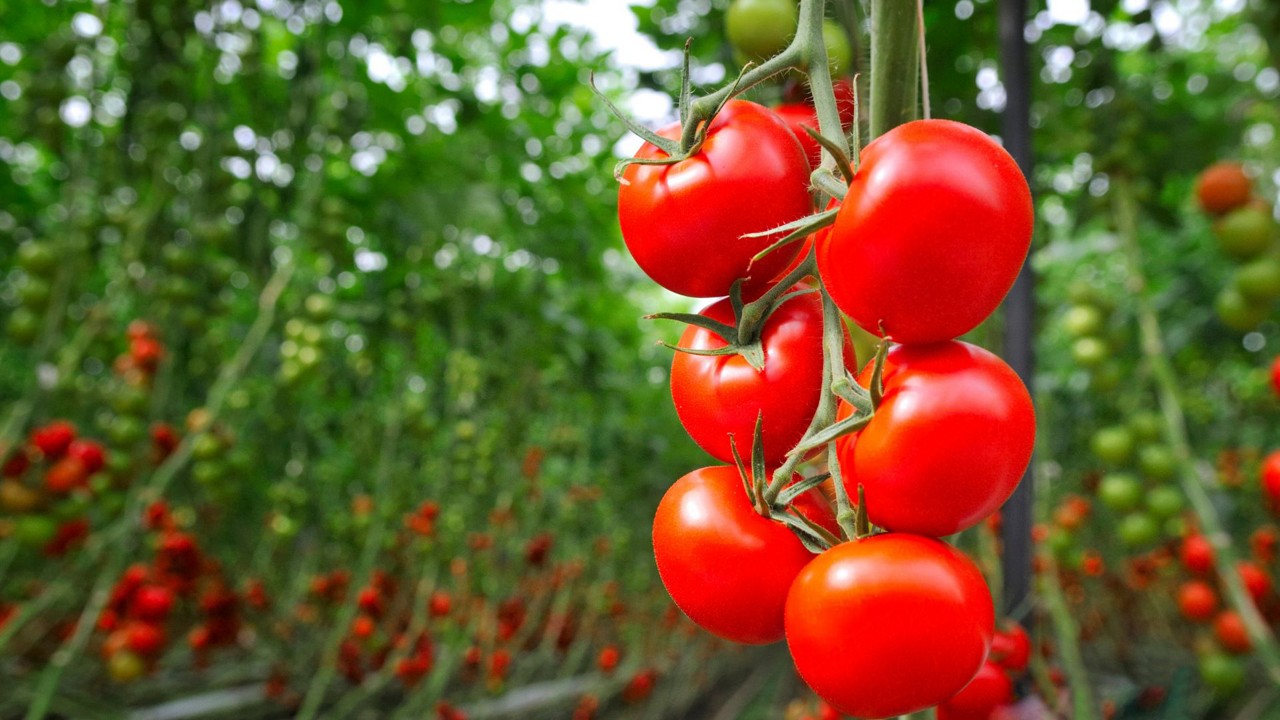 Quả cà chua vừa ngon vừa bổ dưỡng nhưng một số đối tượng này không nên ăn kẻo 'mang họa' vào người - Ảnh 6