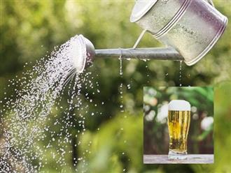 6 loại cây cảnh có "sở thích" uống bia, cứ hai tuần lại cho uống một lần, cành lá bóng khỏe, tỏa hương ngát vườn