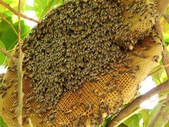 Mật ong rừng có tác dụng gì cho sức khỏe và làm đẹp?