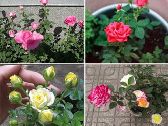 Kỹ thuật trồng hoa hồng tỉ muội tại nhà dễ “không tưởng”