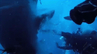 Cá mập hổ khổng lồ tấn công nhóm thợ lặn, 'ngoặm đầu' một người để lại vết thương dài tới 8cm