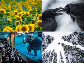Những bức ảnh tuyệt đẹp chiến thắng giải nhiếp ảnh hoang dã năm 2021