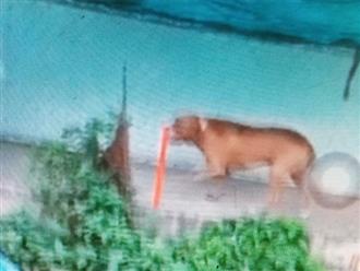 Không rõ 'tung tích' nạn nhân bị chó Pitbull cắn tử vong ở Long An, đã được chôn cất tại địa phương