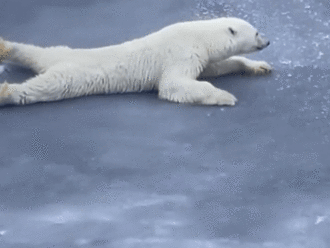 Cười ra nước mắt với cách di chuyển có '1-0-2' của gấu Bắc Cực trên lớp băng mỏng