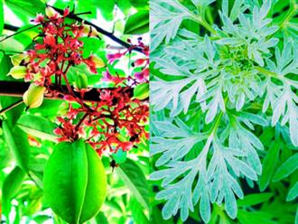 Mách bạn 4 loại lá có sẵn ngay trong vườn nhà giúp giảm tình trạng mẩn ngứa, rôm sảy