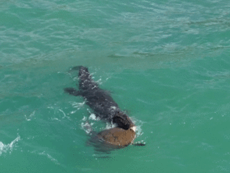Nghẹt thở khoảnh khắc cá sấu kéo rùa biển ra khơi để ăn thịt