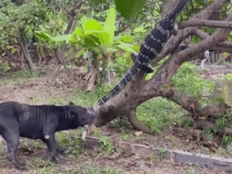 Rợn người trước khoảnh khắc chó Pitbull điên cuồng tấn công thằn lằn khổng lồ đột nhập vào vườn nhà