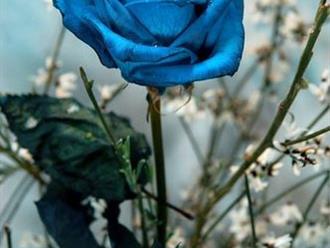 Hoa hồng xanh - loài hoa biểu trưng cho một tình yêu bất diệt!