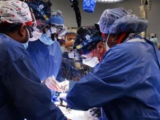 Bệnh nhân được ghép tim heo lần đầu tiên trên thế giới