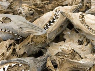 Bí ẩn vụ hàng triệu kẻ săn mồi đại dương bị diệt chủng tập thể 19 triệu năm trước khiến giới khoa học phải vào cuộc điều tra