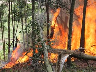 Cháy rừng ở Quảng Ninh khiến 2 người dân tử vong thương tâm 