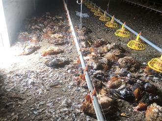 Chủ trại ở Hà Tĩnh mất trắng tiền tỷ do 10.000 con gà chết ngạt