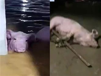 Chủ trang trại ở Thanh Hóa nhìn chỉ biết khóc khi hơn 1.000 con lợn bị nước lũ cuốn trôi 
