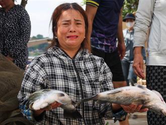 Hơn 50 tấn cá nuôi lồng bè ở Hà Tĩnh chết trắng, nông dân điêu đứng sau một đêm thức dậy