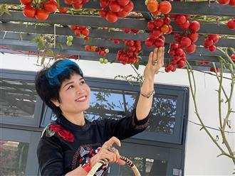 Mẹ trẻ Đà Nẵng 'chất chơi’ trồng giàn cà chua 'bạch tuộc' đỏ au, mọng nước, cả nhà ăn hoài không hết