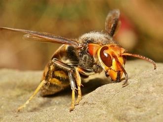 Một phụ nữ ở Tây Ninh tử vong vì bị ong 'mặt quỷ' đốt gần 200 nốt