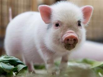 Bộ phận 'kinh dị' của lợn được sánh quý như vàng lỏng: Dùng để làm thuốc, ngừa nhiều loại bệnh không ngờ