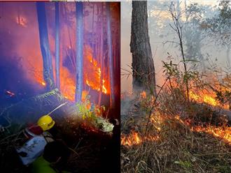 Rừng thông Đà Lạt cháy thêm hơn 3ha: Tiết lộ nguyên nhân lửa tiếp tục bùng phát