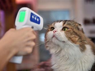 Tổ chức Y tế Thế giới khẳng định: 'Chưa có bằng chứng chó mèo lây COVID-19 cho người'