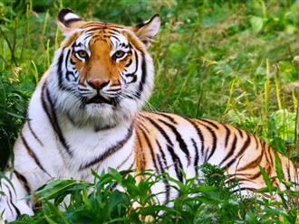 Xác minh việc xuất hiện hổ tại rừng Đìu Đo ở Quảng Bình