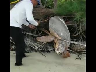 Bất ngờ phát hiện rùa khổng lồ bị mắc kẹt khiến nó không thể di chuyển và có nguy cơ bị thương