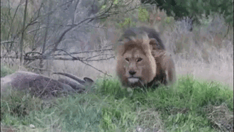 Bị làm phiền khi đang tận hưởng bữa tối, sư tử đực tức giận rồi lao tới tấn công tấn công người quay phim 