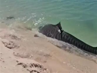 Cá mập hổ lao vào truy sát rùa biển và cái kết suýt mắc cạn trước khi lao xuống nước