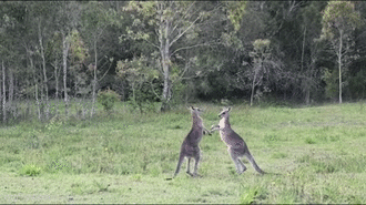 Căng thẳng đến nghẹt thở trước màn ‘so găng’ kịch tính của hai con kangaroo và cái kết bất ngờ 