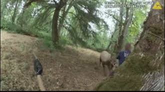 Cảnh sát suýt bị nai sừng tấm húc khi cố gắng giải cứu con vật với chiếc sừng bị mắc kẹt vào dây đu, khiến người xem vừa sợ hãi và buồn cười 