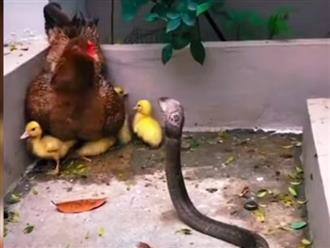 Cảnh tượng có 1-0-2, gà mẹ hung hăng lao vào TRẬN CHIẾN SỐNG CÒN với rắn hổ mang để bảo vệ đàn vịt con