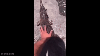 Chơi đùa vuốt ve với cá sấu, người đàn ông nhận kết đắng khi bị nó tấn công và cái kết kinh hoàng 