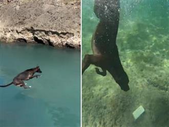 Chú chó từng sợ nước đã "vượt lên chính mình" phá kỷ lục Guinness thế giới về môn lặn sâu 4,5m