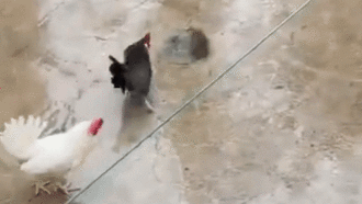 Chuột lớn ngông nghênh đối đối đầu gà trống lập tức nhận ngay cái kết bi thương trước đòn "knock out" chí tử