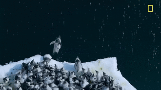 Đã mắt trước cảnh tượng hàng trăm chim cánh cụt nhảy từ vách băng cao 15m xuống biển và nguyên nhân thật sự gây xúc động 