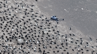 Đã mắt trước cảnh tượng hàng triệu con chim cánh cụt sống trên ngọn núi lửa đang hoạt động 
