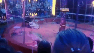 Đang biểu diễn trên sân khấu, sư tử cái bất ngờ "nổi điên" nhảy chồm lên cắn xé người HLV khiến khán giả vô cùng hoảng hốt