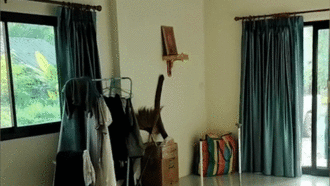 Đang ngồi xem TV, chủ nhà đứng hình khi thấy rắn hổ mang chúa chui ra từ thùng giấy trong phòng khách
