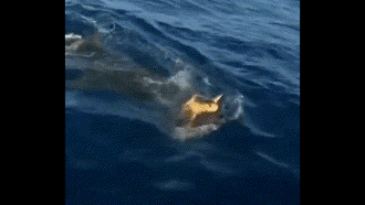 Hồi hộp đến nghẹt thở trước cuộc rượt đuổi đầy kịch tính giữa cá mập với rùa biển và cái kết 