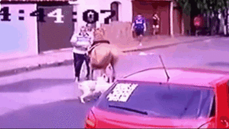 Hung hăng lao tới tấn công con ngựa đua, 2 con chó Pitbull nhận bài học nhớ đời vì những cú đá vào mặt 