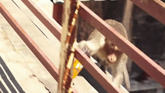 Khỉ hoang ngang nhiên giật chai nước và có hành động như con người khiến ai cũng ngỡ ngàng 
