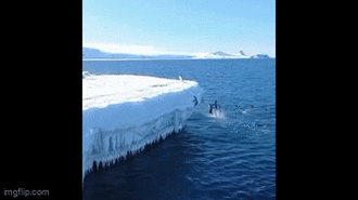Ngỡ ngàng trước hành động liều lĩnh của những chú chim cánh cụt, nhảy cao lên bờ băng như những vận động viên thực thụ 